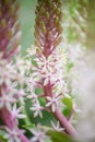 Pineapple flower, Eucomis pole-evansii, white flowers and buds on burgundy spikes